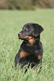 BEAUCERON - PUPPIES 409